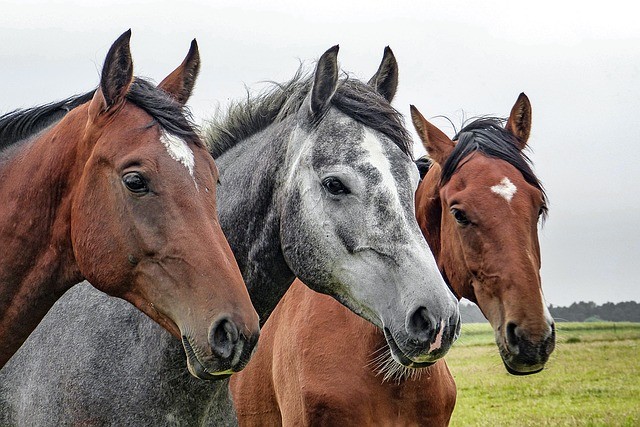 יישום מיוחד של נשימת-בוטייקו לעזרה לסוסים